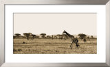 Serengeti Horizons II