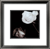 Buy Two Roses at AllPosters.com