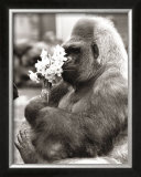 Buy Flower Power at AllPosters.com