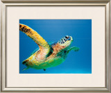 Buy Green Sea Turtle at AllPosters.com