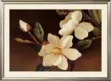 Magnolia Noir