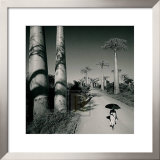 Allee des Baobabs II