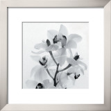 Buy Orchid Spray I at AllPosters.com
