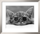Buy Kool Kat I at AllPosters.com