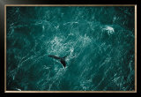 Buy Baleine at AllPosters.com