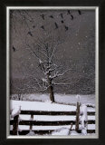 Buy Winter Flight at AllPosters.com