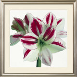 Buy Amaryllis at AllPosters.com