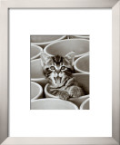 Buy Kitty Cat at AllPosters.com