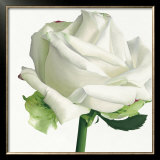Buy White Rose I at AllPosters.com