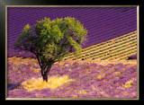 Buy Provence Scene at AllPosters.com