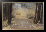 Silent Path Framed Art Print