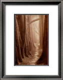 Buy Cypress Trail at AllPosters.com