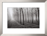 Poplars, Po River Valley, Northern Italy, 1998