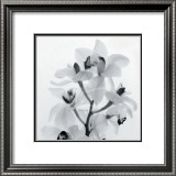 Buy Orchid Spray I at AllPosters.com