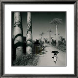 Allee des Baobabs II
