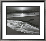 Buy Birds On A Beach at AllPosters.com
