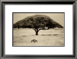 The Sheltering Tree, Serengeti