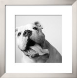 Buy Luca at AllPosters.com