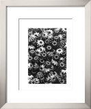Buy Forms of Technology II, c.1955 at AllPosters.com