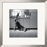 Buy Busted at AllPosters.com