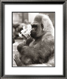 Buy Flower Power at AllPosters.com