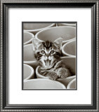 Buy Kitty Cat at AllPosters.com