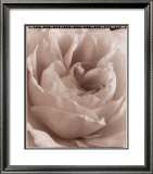 Buy Delicate Rose at AllPosters.com