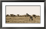 Serengeti Horizons II