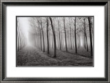 Poplars, Po River Valley, Northern Italy, 1998