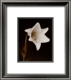 Buy White Flower at AllPosters.com