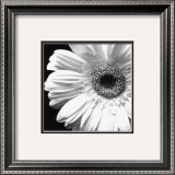 Sunburst I
