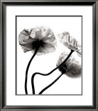 Buy Three Poppies at AllPosters.com