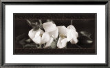Buy Soft Magnolias II at AllPosters.com