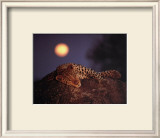 Buy Leopard with Rising Moon at AllPosters.com