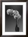Buy Phalaenopsis, 1998 at AllPosters.com