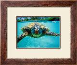 Honu, Turtle