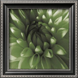 Buy Green Dahlia at AllPosters.com