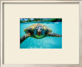Honu, Turtle