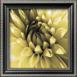 Buy Butter Dahlia at AllPosters.com