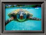 Honu, Turtle