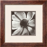 Anemone I