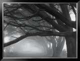 Buy Cypresses, Skyline Drive, South San Francisco, 1996 at AllPosters.com