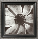 Buy Anemone I at AllPosters.com
