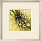 Buy Butter Dahlia at AllPosters.com
