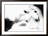 Buy Impressions at AllPosters.com