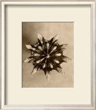 Buy Sepia Botany Study IV at AllPosters.com