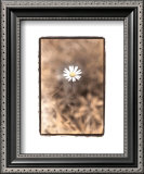 Buy Wildflower II at AllPosters.com
