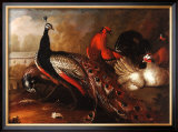 Peacock and Pheasant