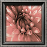 Buy Pink Dahlia at AllPosters.com