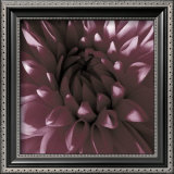 Buy Burgundy Dahlia at AllPosters.com
